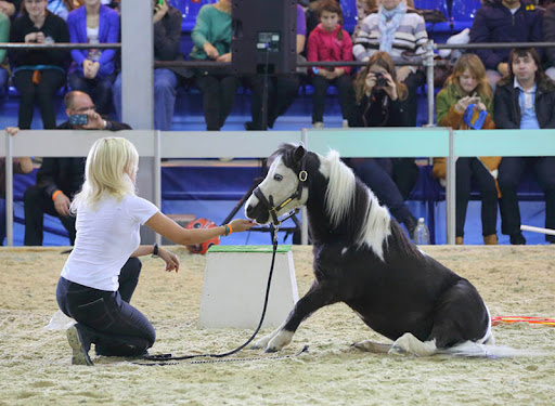 馬匹博覽會，馬展現(xiàn)場，莫斯科馬博覽會現(xiàn)場